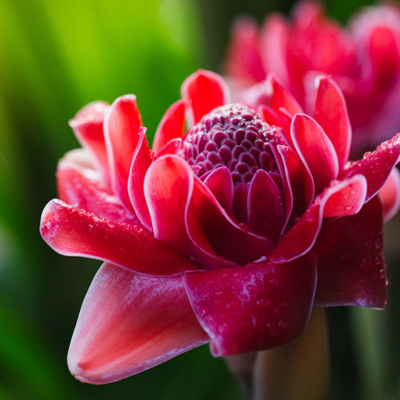 flor-de-jengibre-corazon