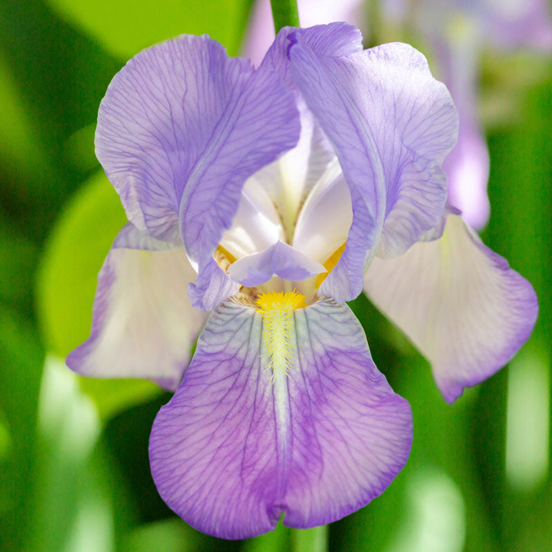iris-blanco-fondo