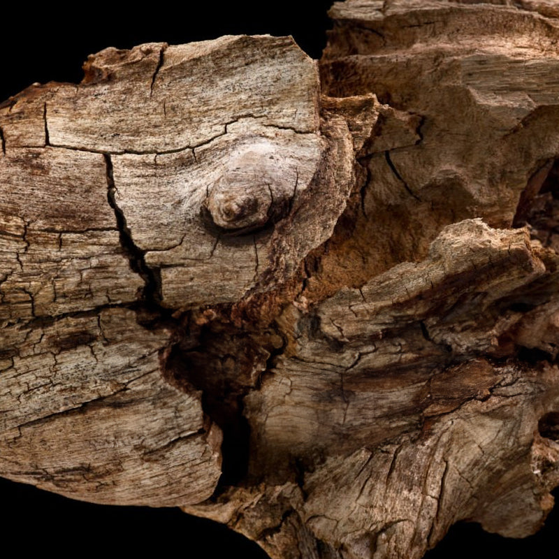 madera-de-agar-salida