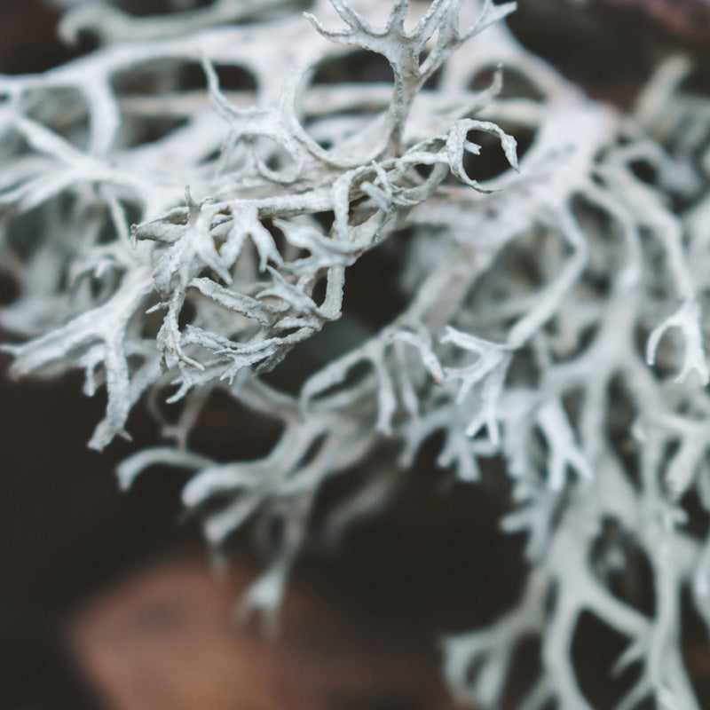 musgo-de-roble-corazon