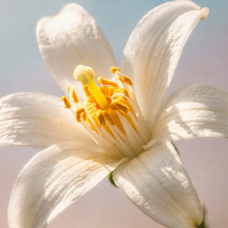 Neroli-corazon
