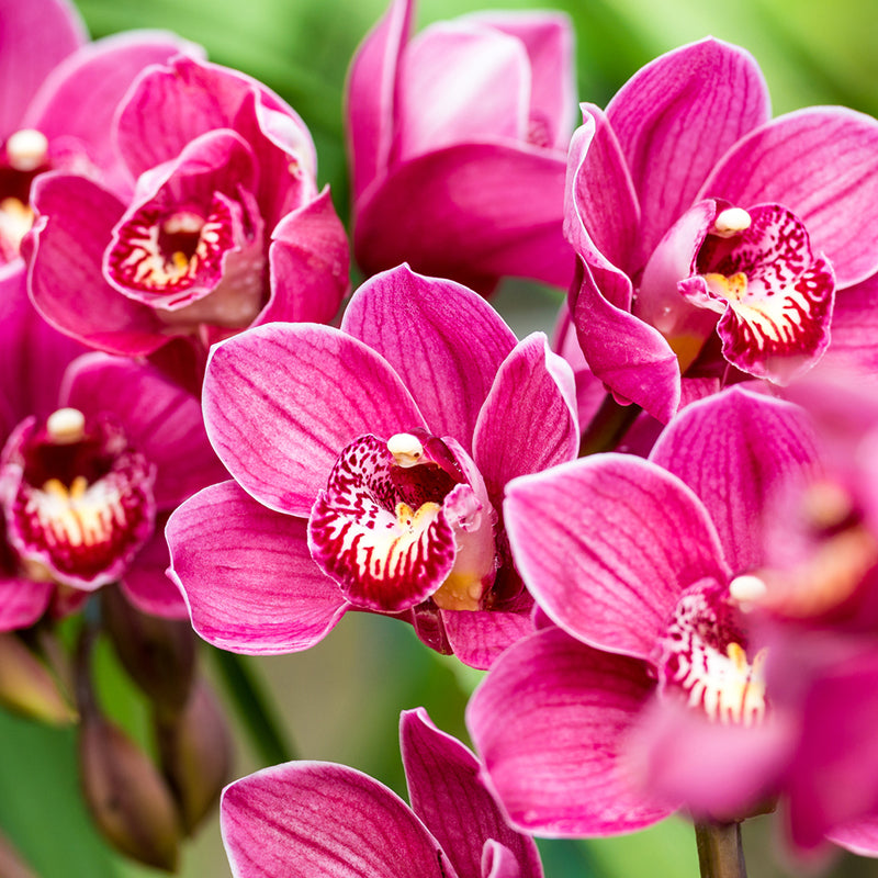 orquidea-cymbidium-corazon