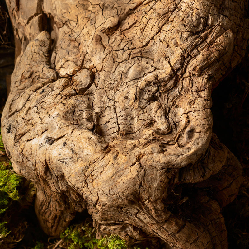 roble-absoluto-fondo