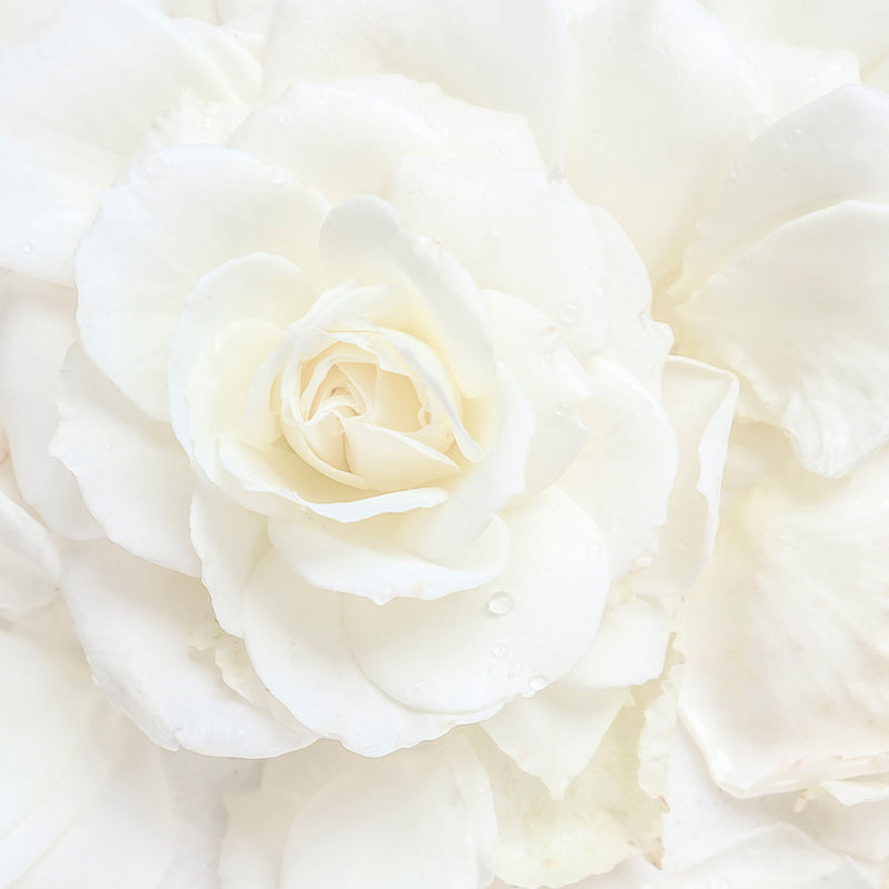 rosa-blanca-corazón
