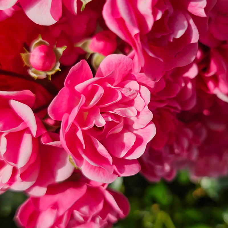 rosa-de-damasco-salida