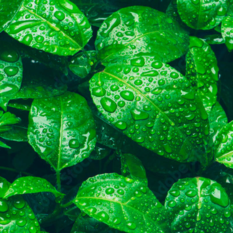 te-verde-fondo