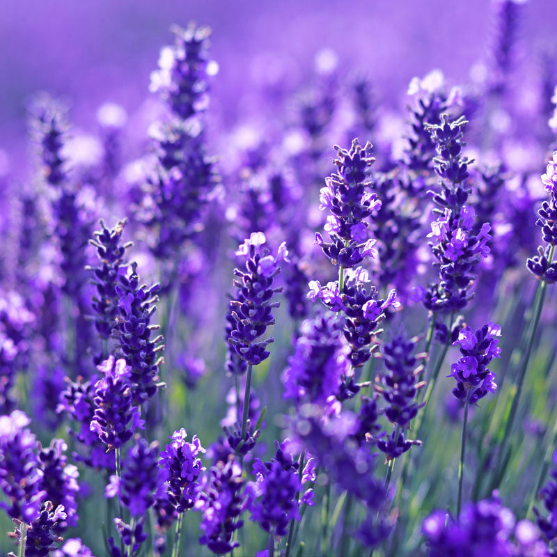lavanda-fondo